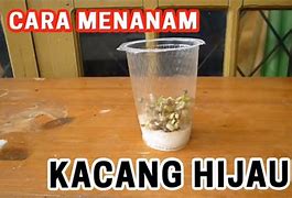 Tanam Kacang Hijau Hidroponik Di Indonesia